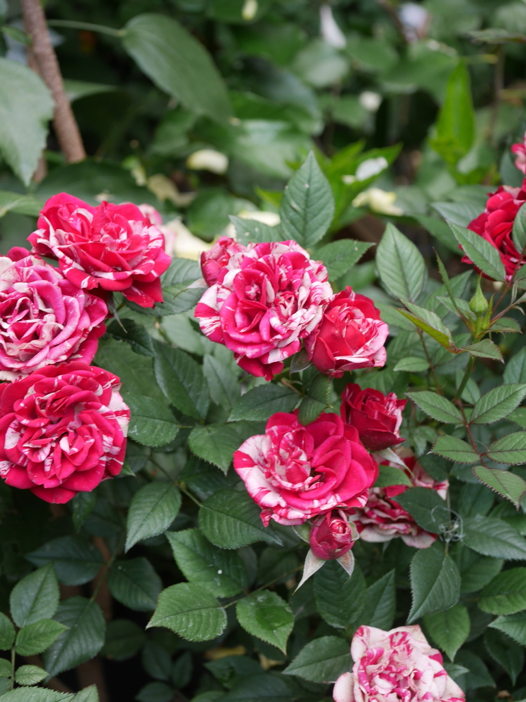 2023-05-12 10_20№(0469).JPG