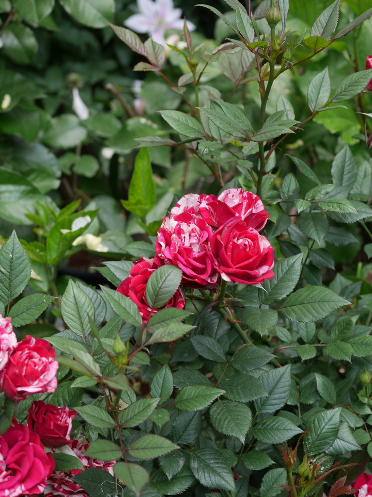 2023-05-12 10_20№(0470).JPG