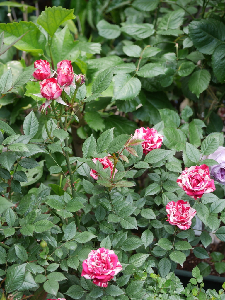 2023-05-12 10_20№(0471).JPG