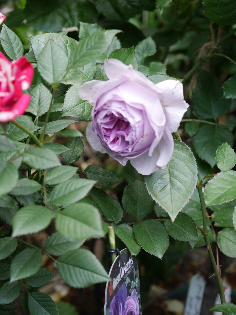 2023-05-12 10_20№(0472).JPG
