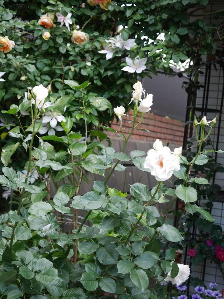 2023-05-12 10_20№(0474).JPG