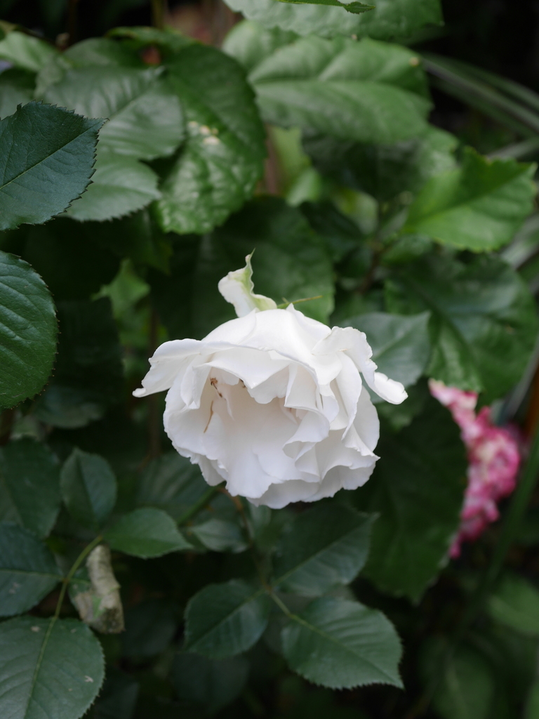 2023-05-12 10_20№(0477).JPG