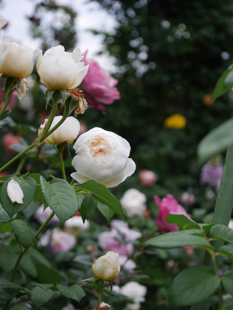 2023-05-13 05_47№(0141).JPG