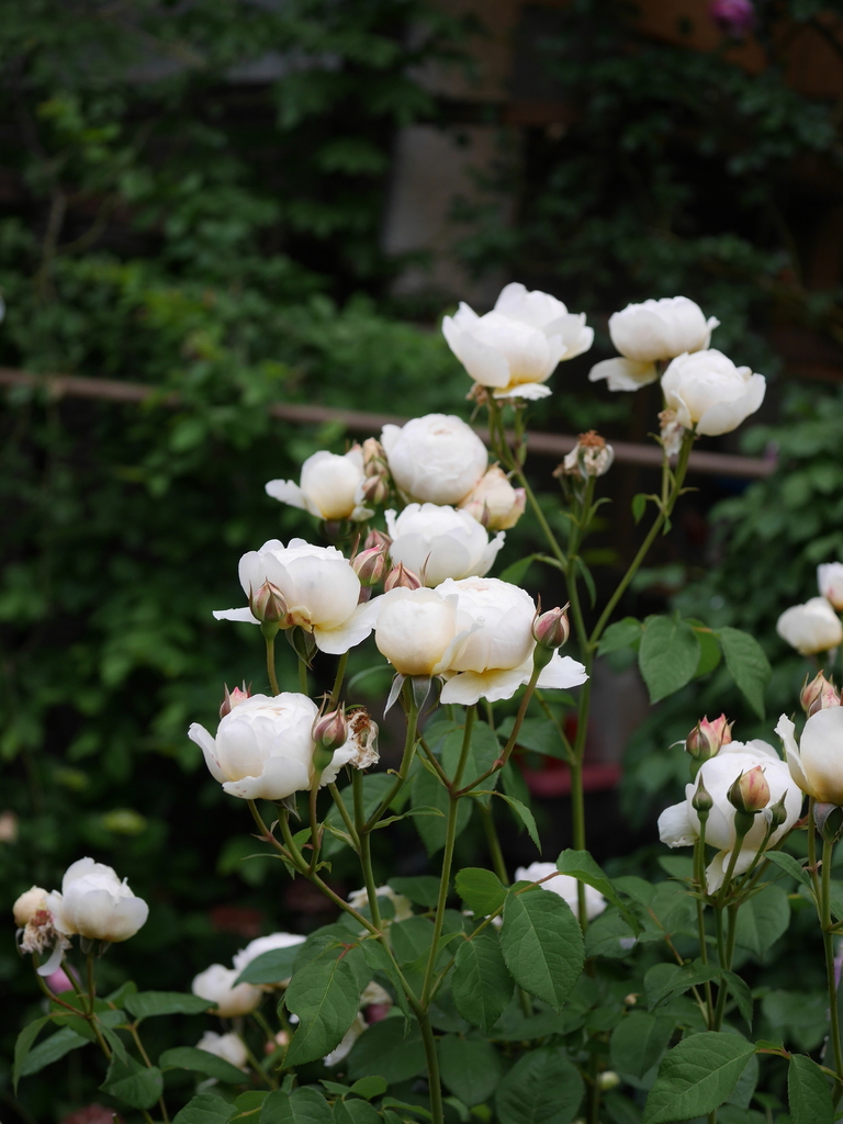 2023-05-13 05_47№(0142).JPG