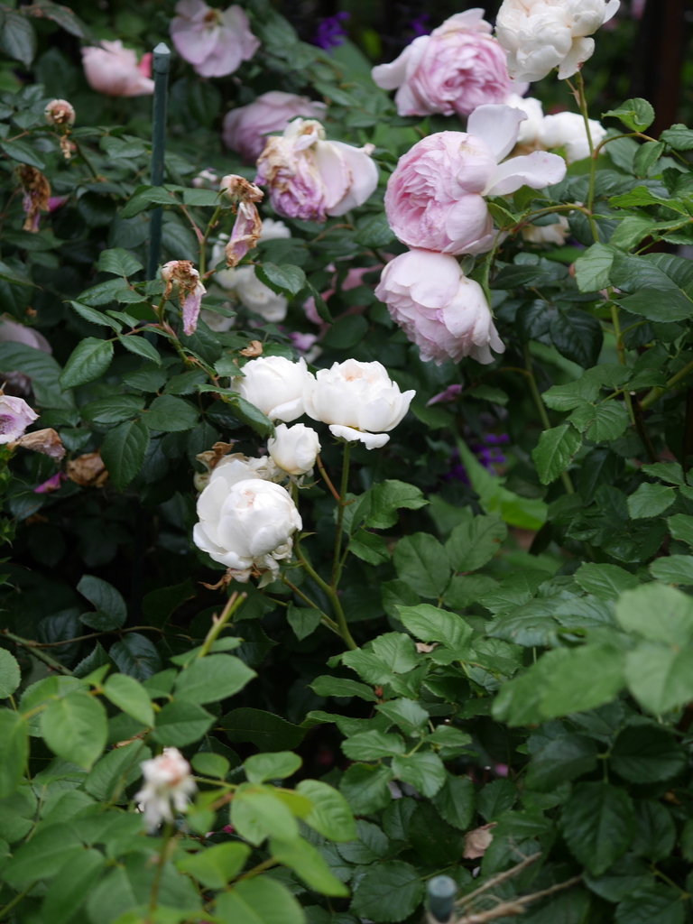 2023-05-13 05_47№(0146).JPG