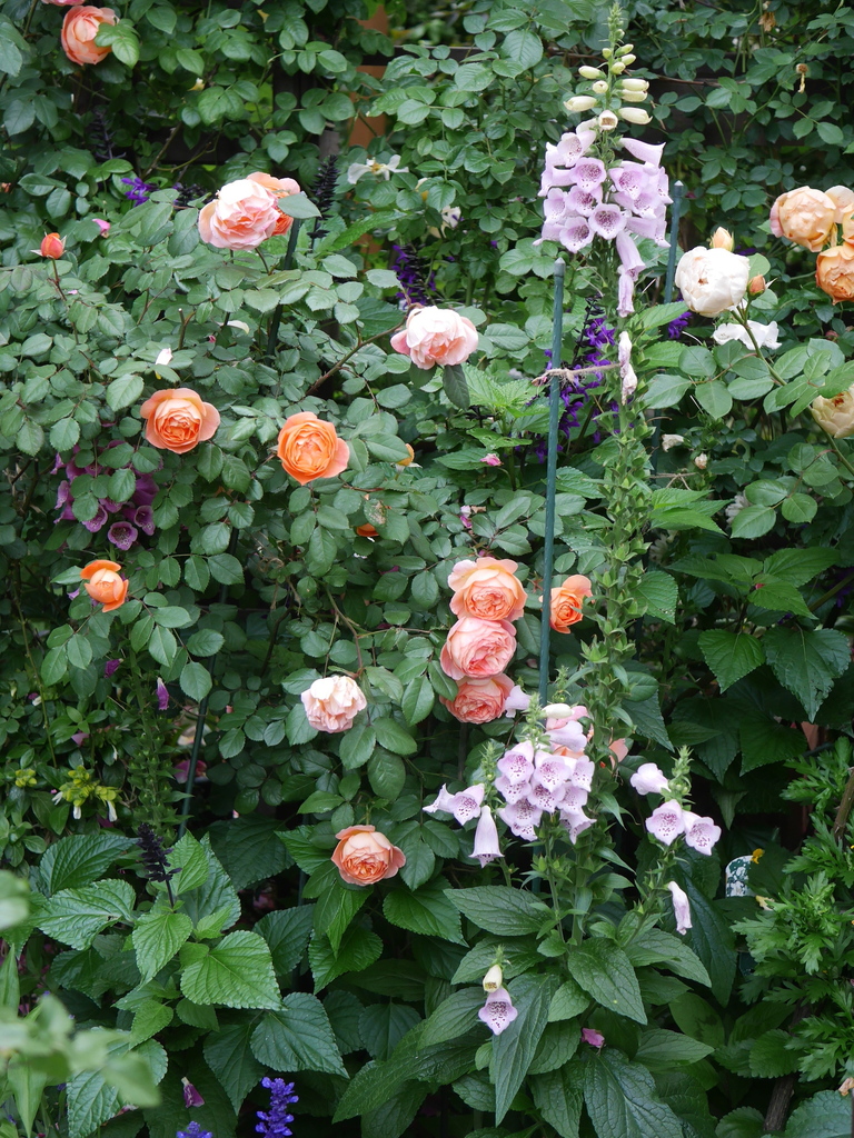 2023-05-13 05_47№(0149).JPG