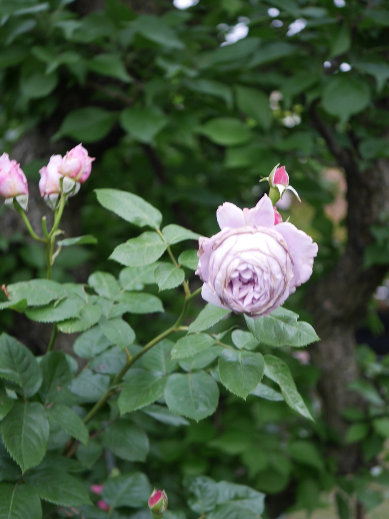 2023-05-13 05_49№(0188).JPG