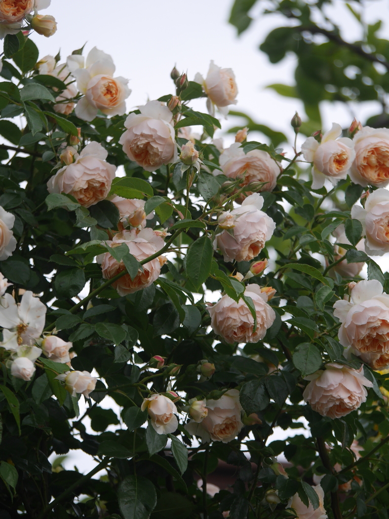 2023-05-13 05_59№(0357).JPG
