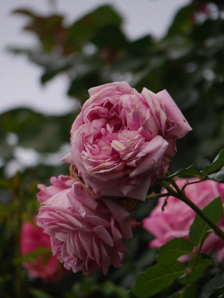 2023-05-13 06_01№(0397).JPG