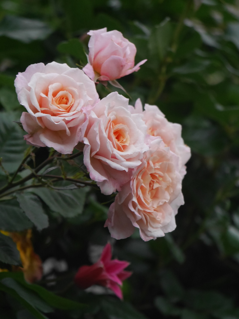 2023-05-13 06_02№(0409).JPG