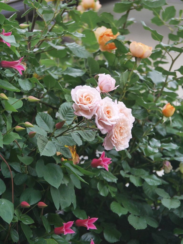 2023-05-13 06_02№(0410).JPG