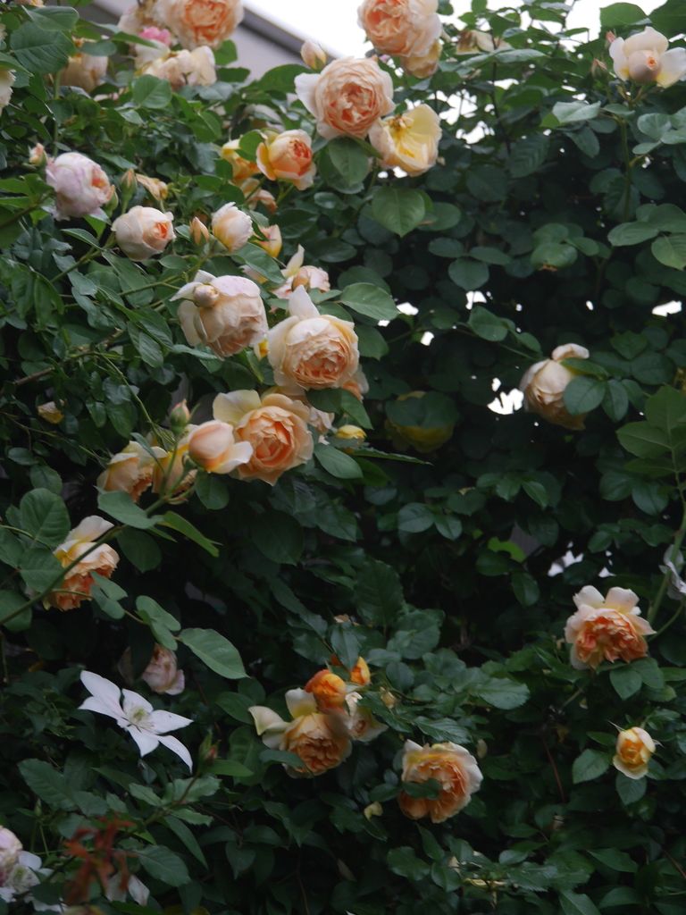 2023-05-13 06_02№(0412).JPG