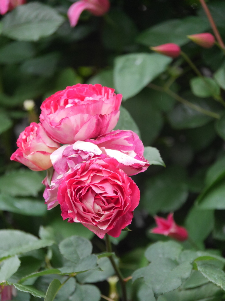 2023-05-13 06_03№(0415).JPG