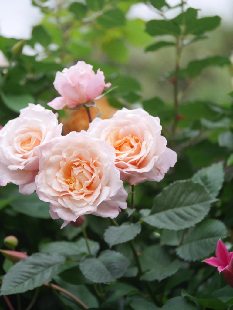 2023-05-13 06_03№(0416).JPG