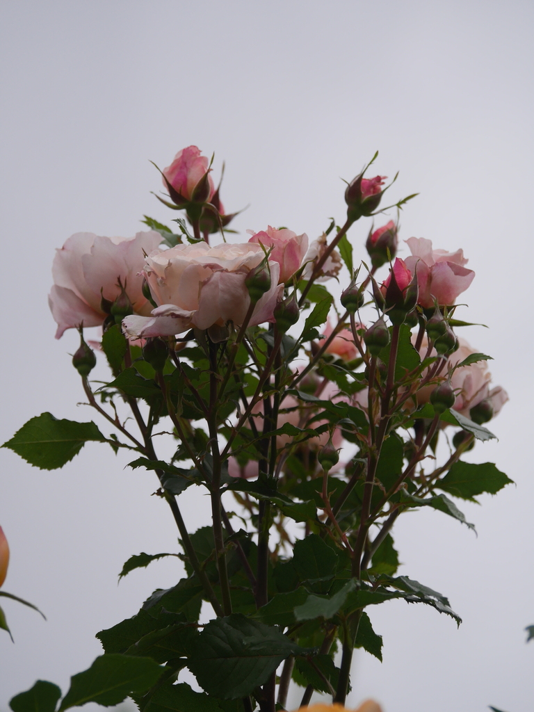 2023-05-13 06_03№(0417).JPG
