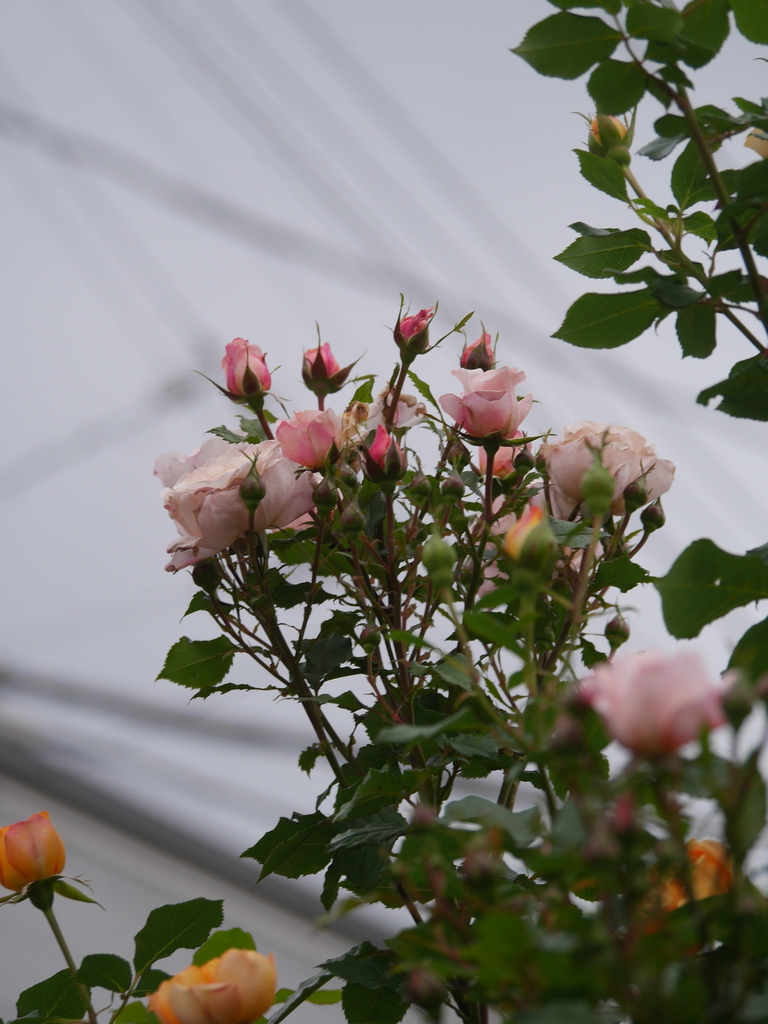2023-05-13 06_03№(0424).JPG