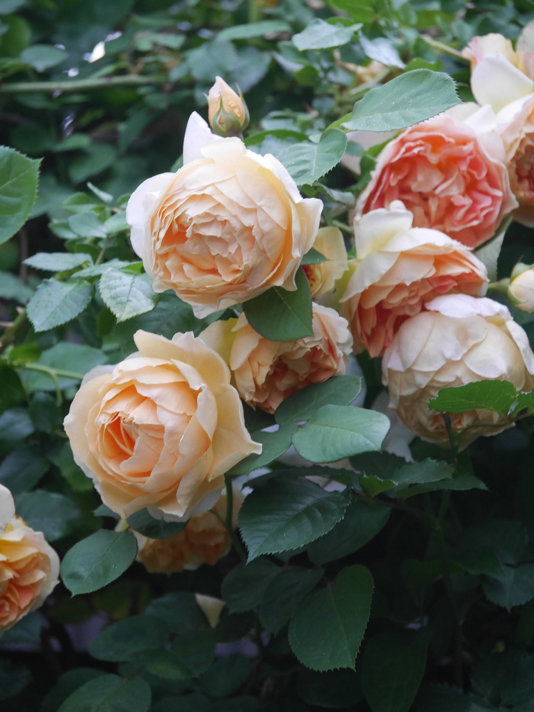 2023-05-13 06_03№(0426).JPG