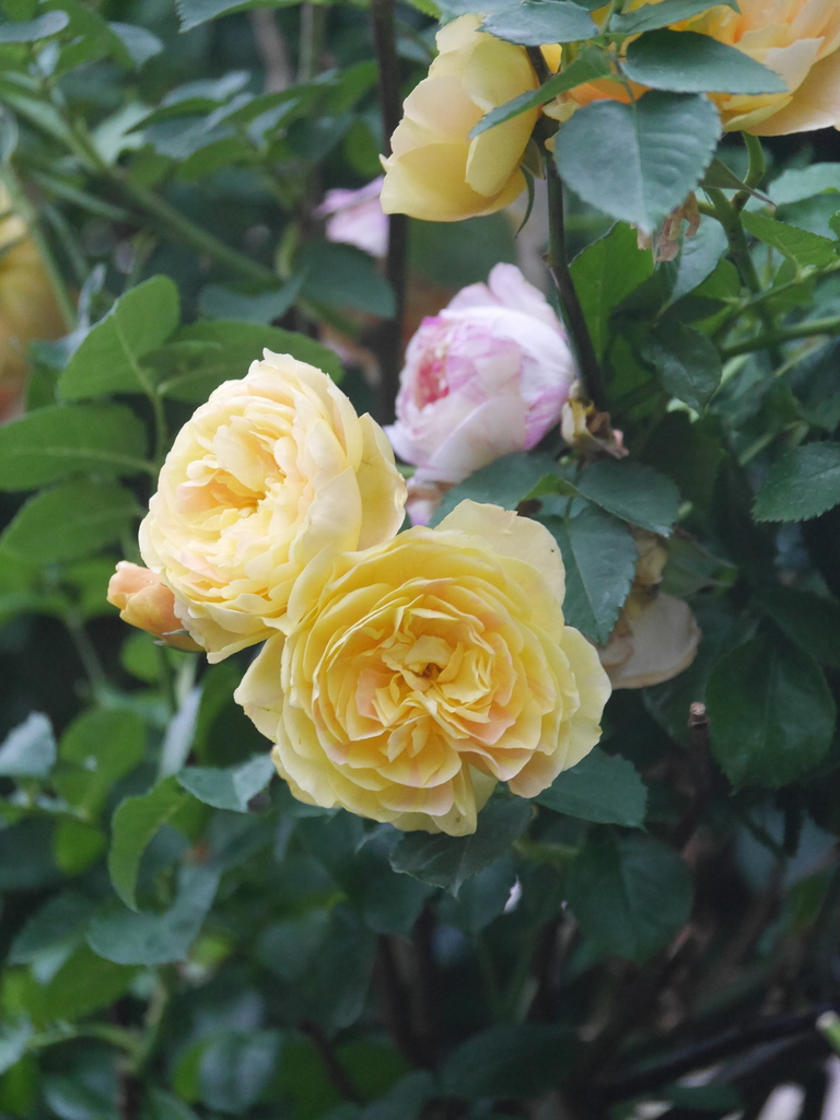 2023-05-13 06_03№(0428).JPG