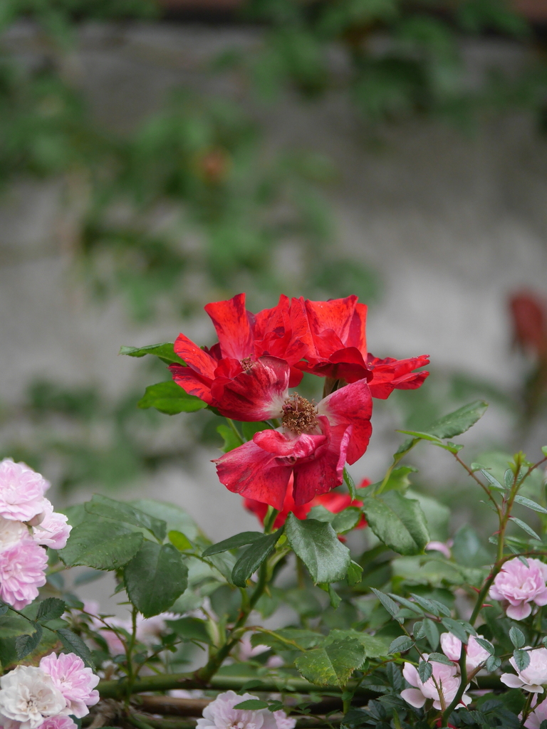 2023-05-13 06_05№(0468).JPG