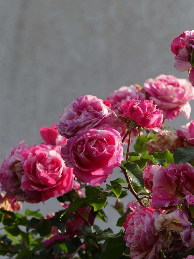 2023-05-17 07_29№(0138).JPG