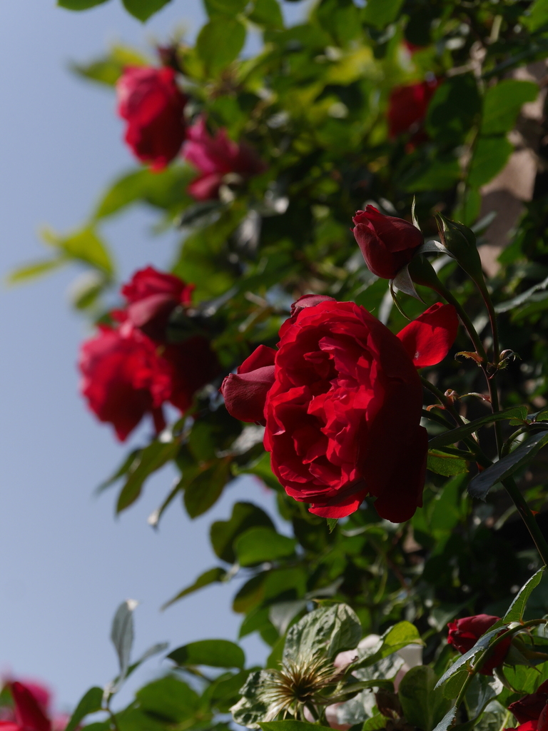 2023-05-17 07_35№(0201).JPG