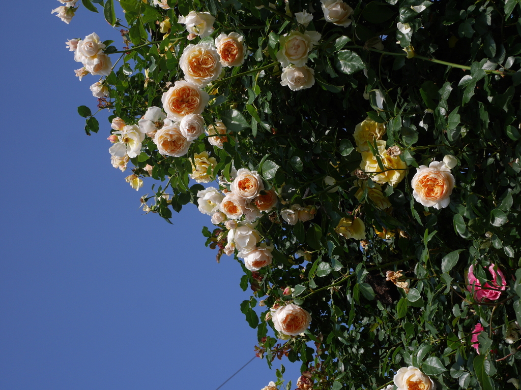 2023-05-17 07_41№(0294).JPG