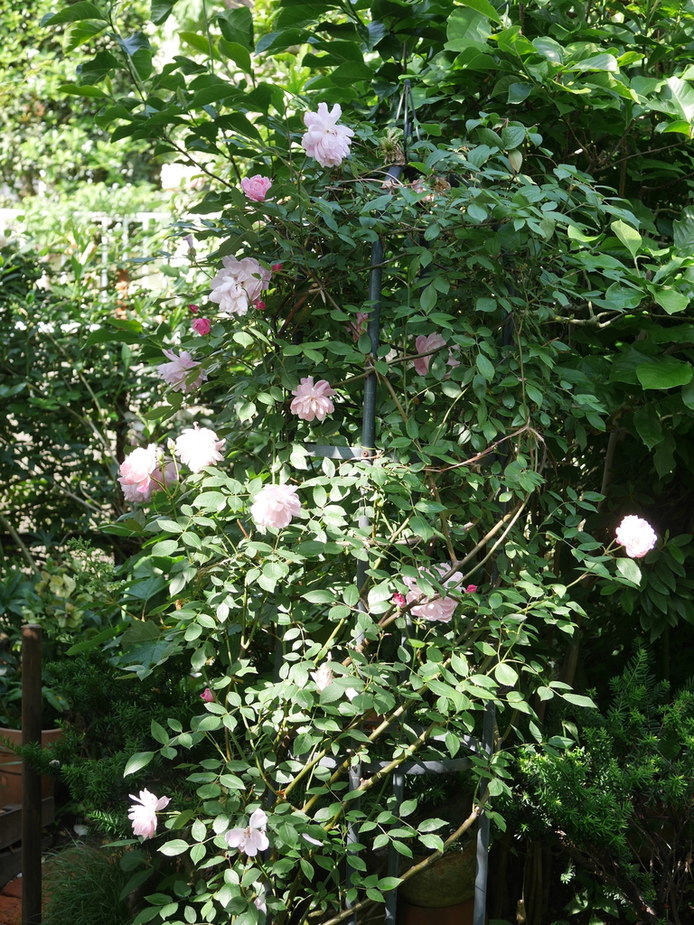 2023-05-17 07_49№(0467).JPG