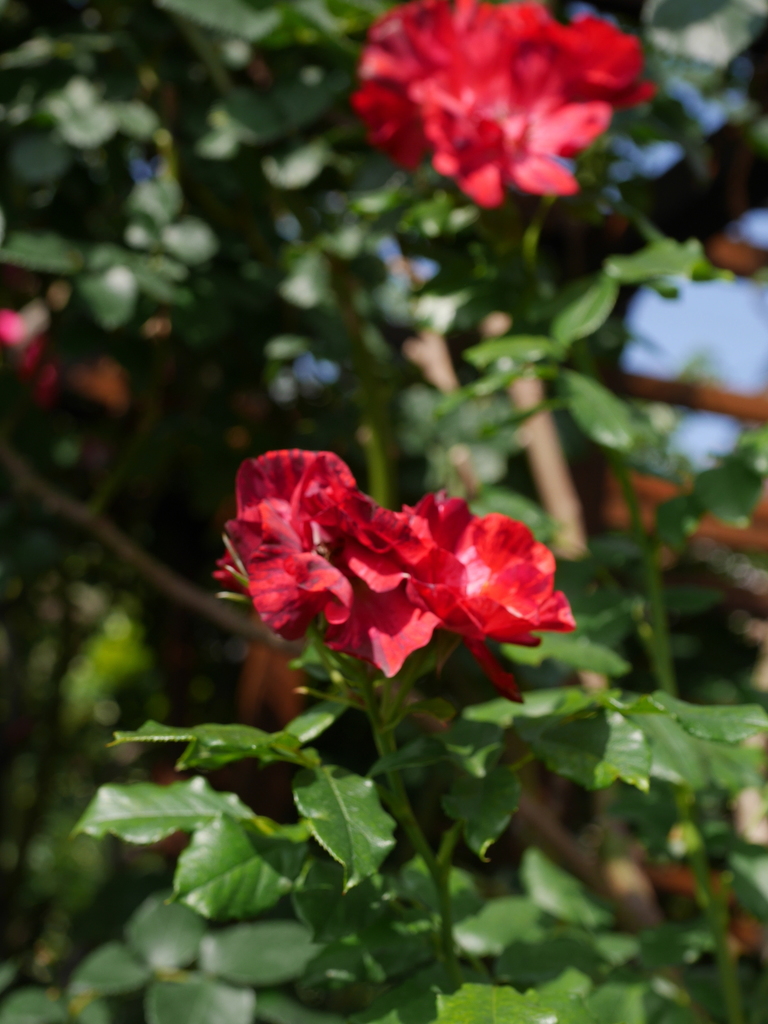 2023-05-17 07_52№(0536).JPG