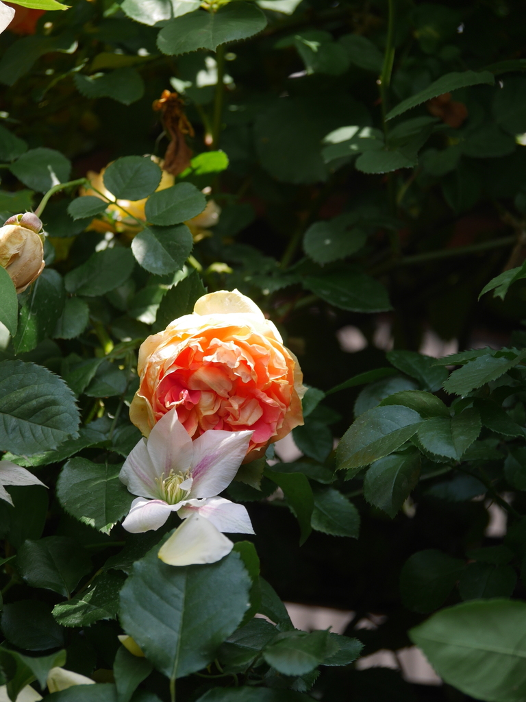 2023-05-18 09_40№(0437).JPG