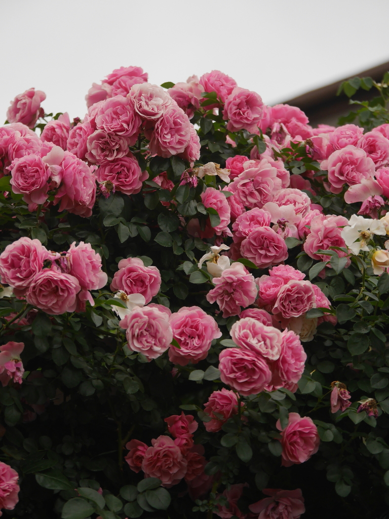 2023-05-19 05_25№(0005).JPG