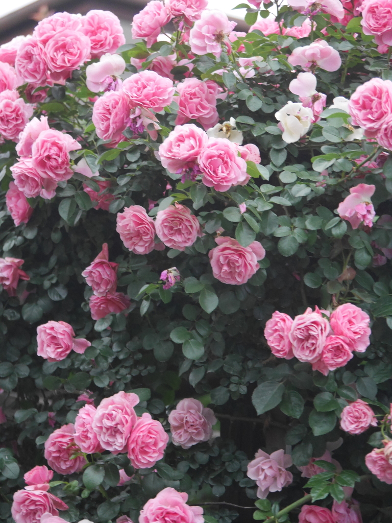 2023-05-19 05_25№(0006).JPG
