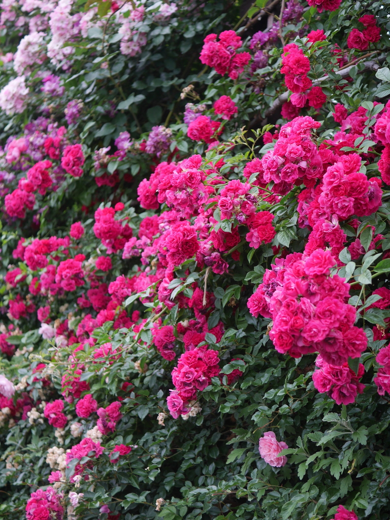 2023-05-19 05_42№(0164).JPG