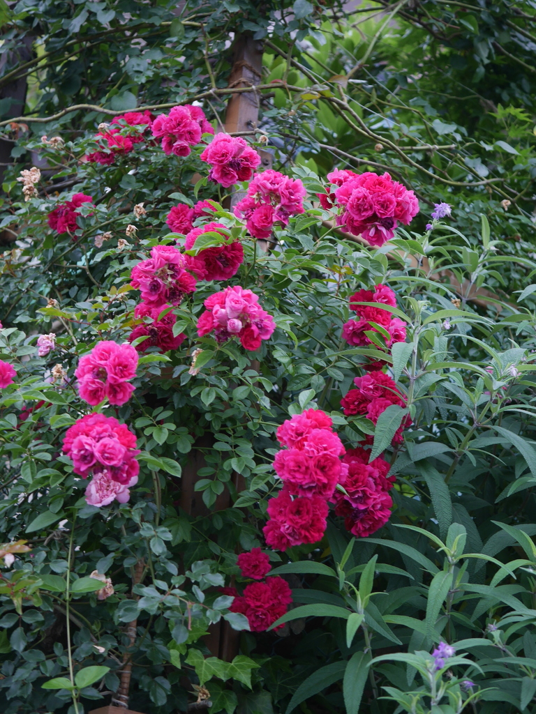 2023-05-19 05_42№(0168).JPG