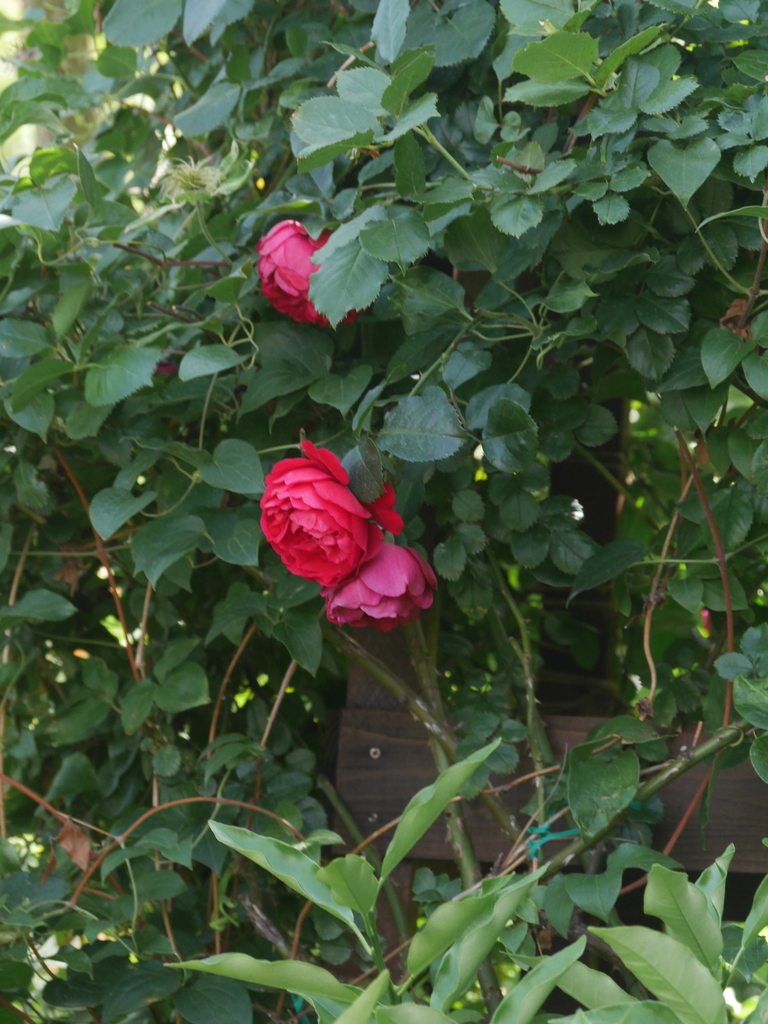 2023-05-26 13_49№(0185).JPG