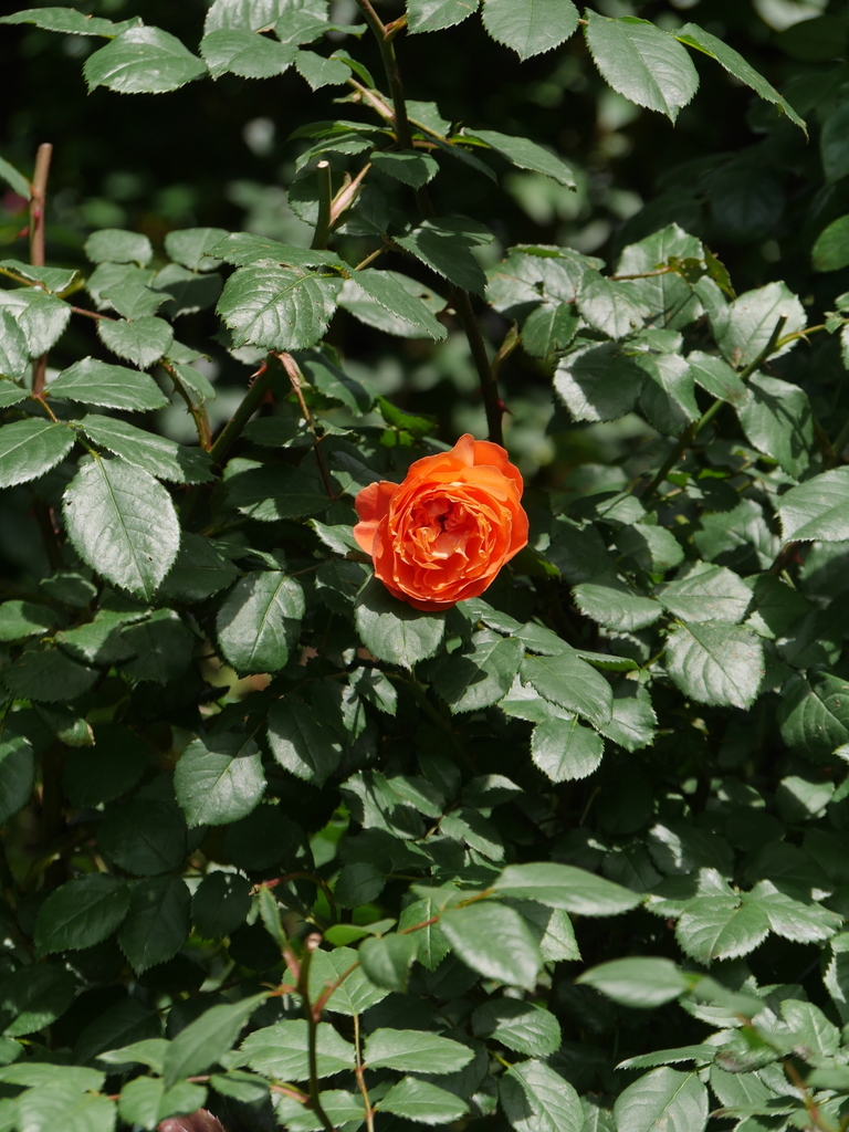 2023-05-27 12_45№(0060).JPG