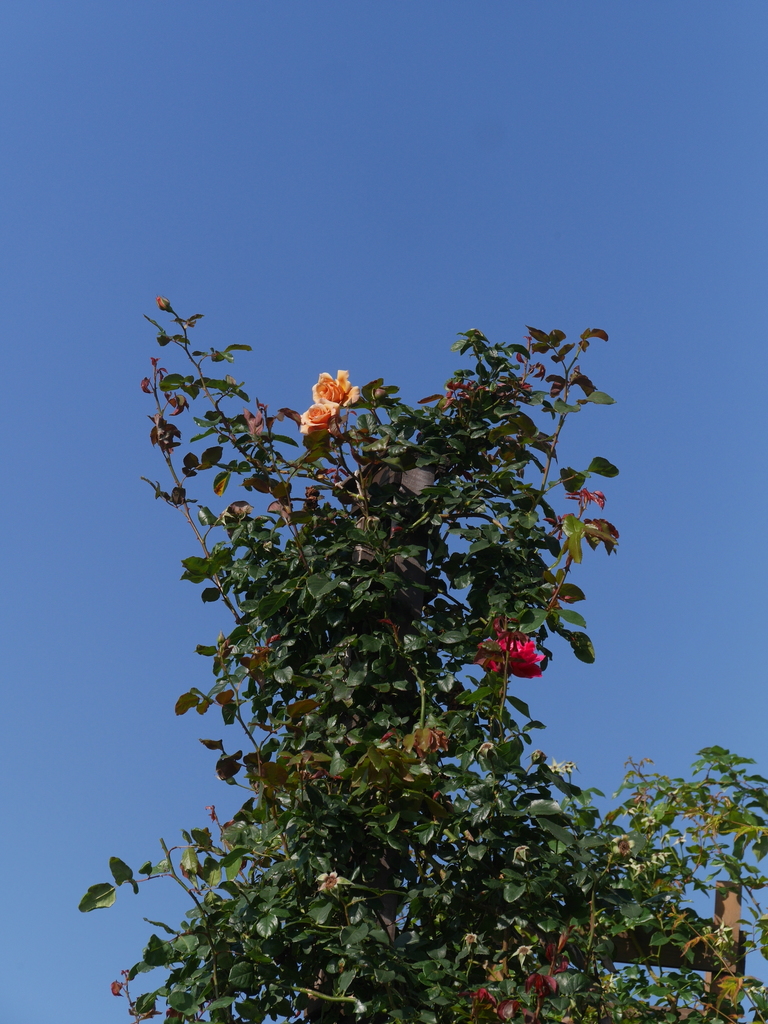 2023-06-04 07_15№(0025).JPG