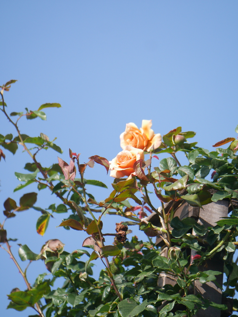 2023-06-04 07_15№(0026).JPG