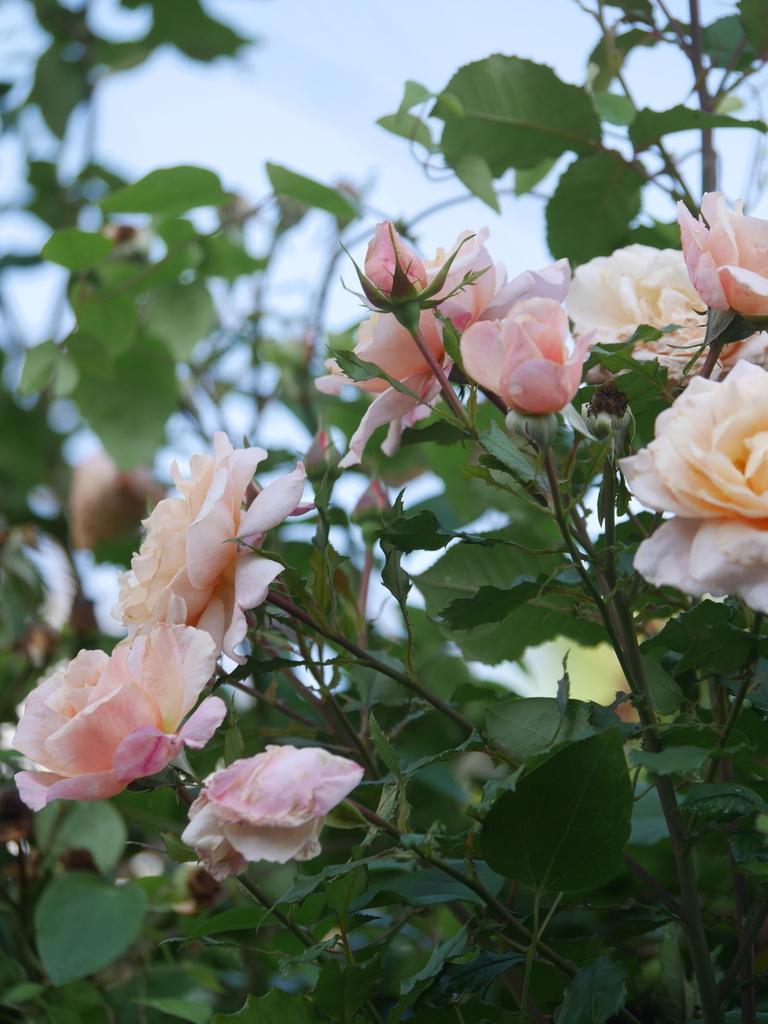 2023-06-04 07_18№(0058).JPG