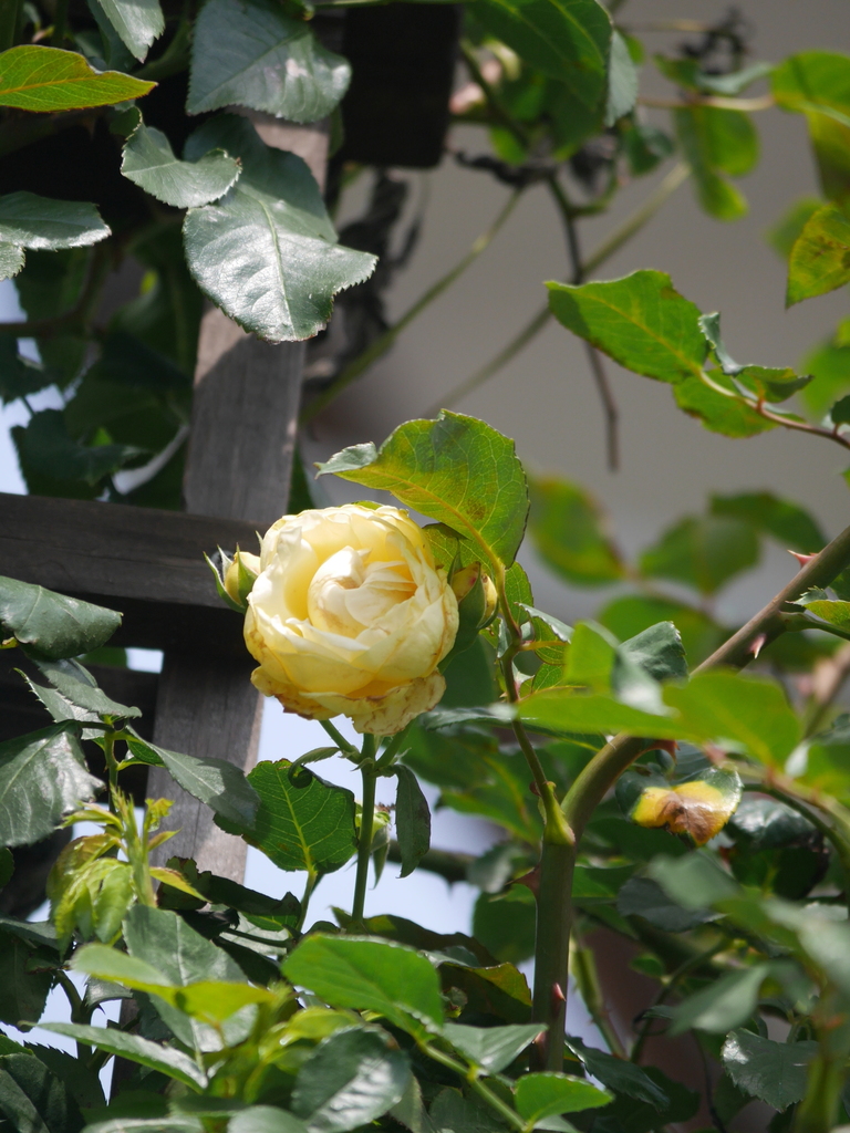 2023-06-21 09_28№(0036).JPG