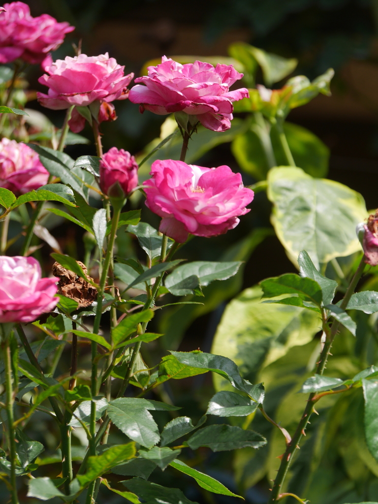 2023-06-21 09_38№(0124).JPG