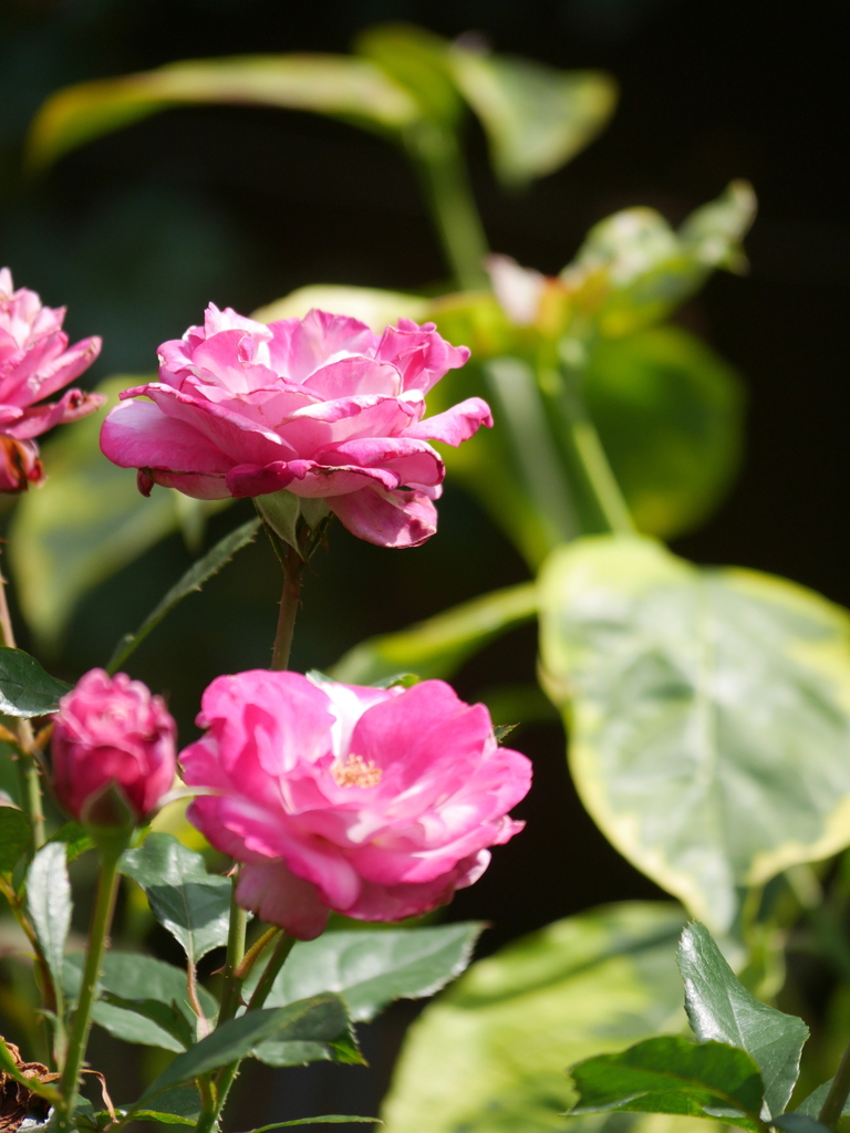 2023-06-21 09_39№(0133).JPG