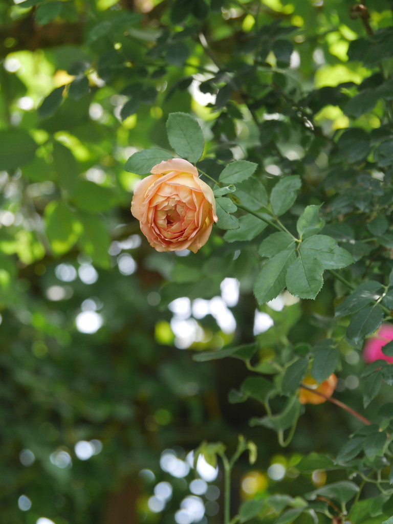 2023-06-21 09_39№(0143).JPG