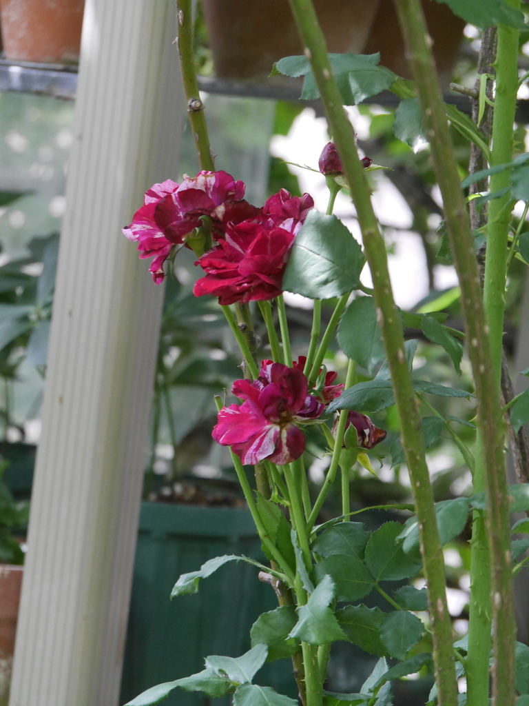 2023-06-21 09_39№(0147).JPG
