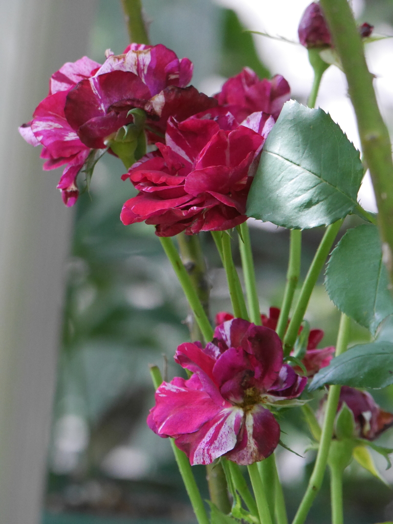 2023-06-21 09_39№(0148).JPG