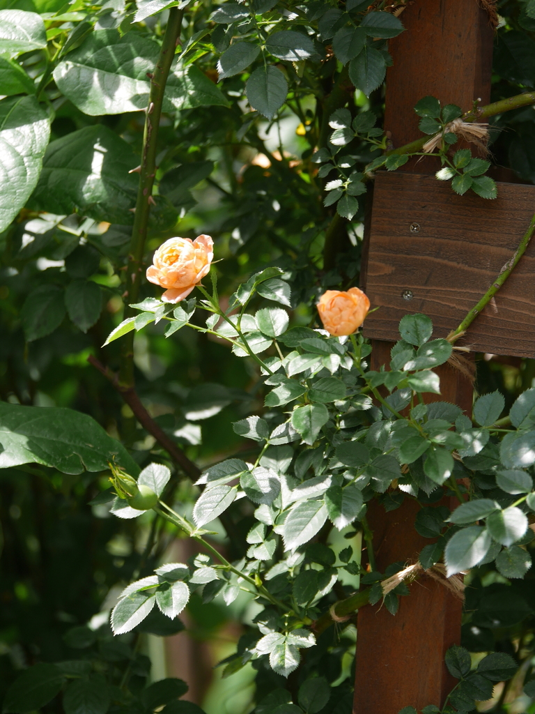 2023-06-21 09_47№(0251).JPG