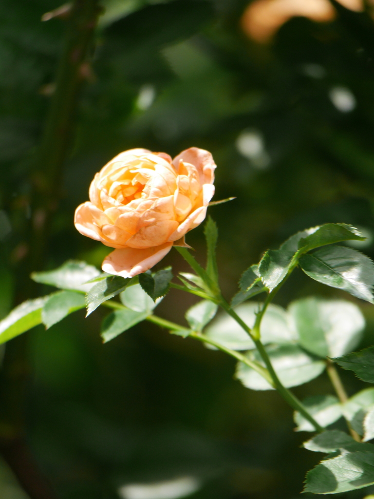 2023-06-21 09_47№(0254).JPG