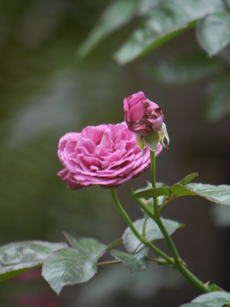 2023-06-22 13_39№(0131).JPG