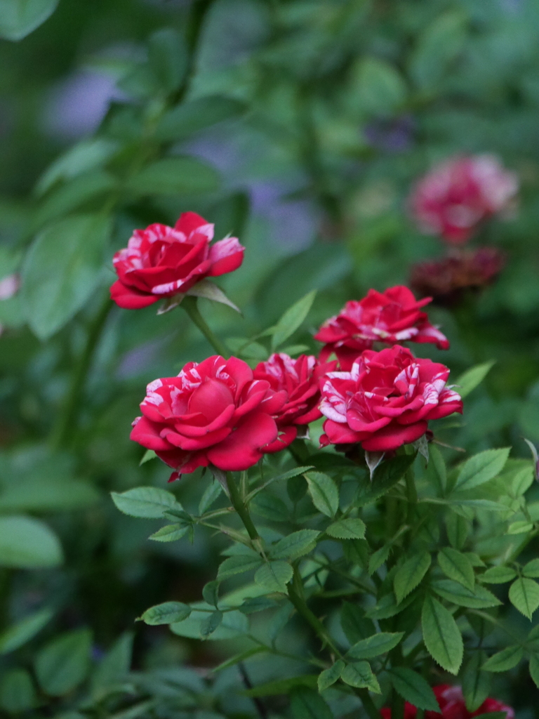 2023-07-21 05_22№(0055).JPG