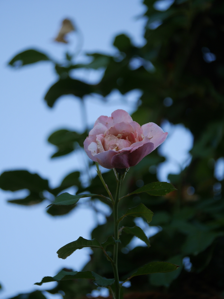 2023-07-30 06_59№(0015).JPG
