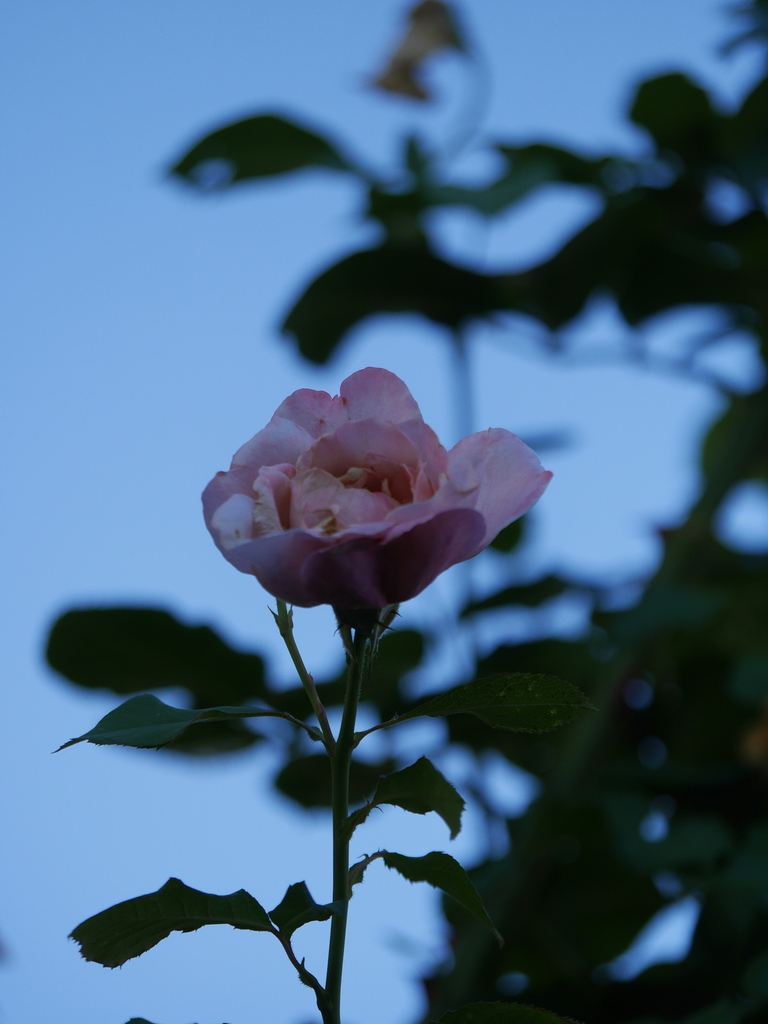 2023-07-30 06_59№(0016).JPG